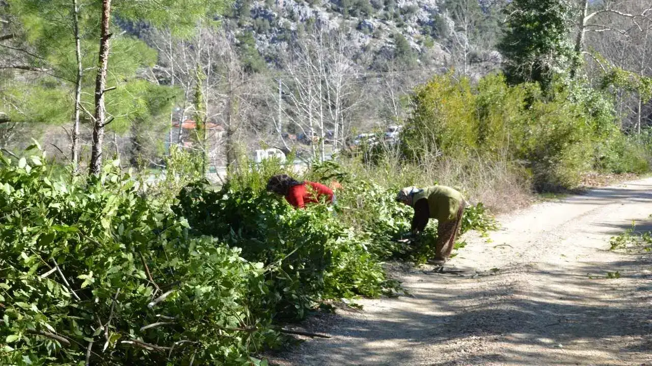 Defne Yaprağı Altın Gibi Kazandırıyor! 6